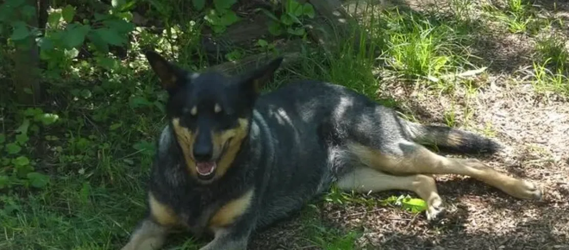 Pidherny Recreation Site Upper Parking