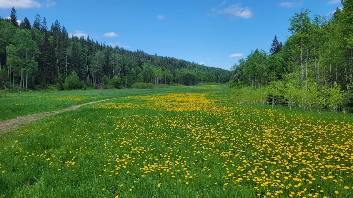 Moore’s Meadow Nature Park