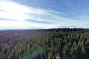 Forests for the World Lookout