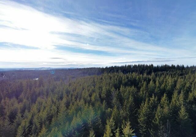 Forests for the World Lookout